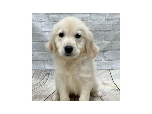 Golden Retriever DOG Female Golden 1497 Petland Gallipolis, OH