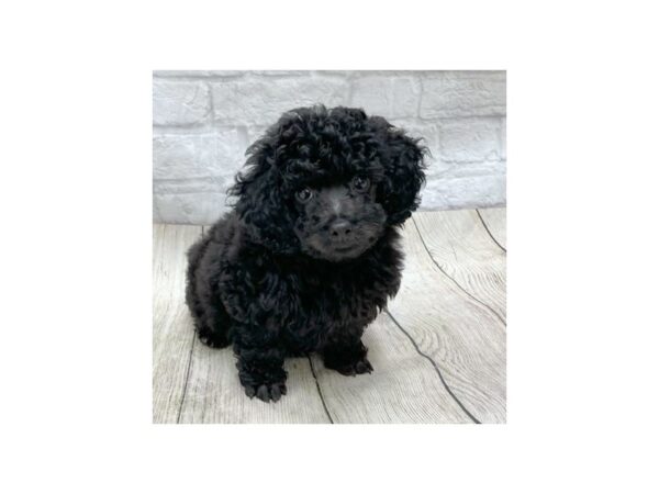 Poodle DOG Male Black 1498 Petland Gallipolis, OH