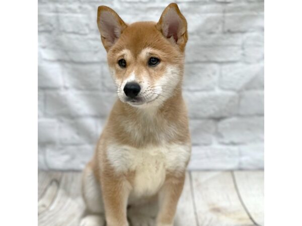 Shiba Inu-DOG-Male-Red Sesame-1499-Petland Gallipolis, OH