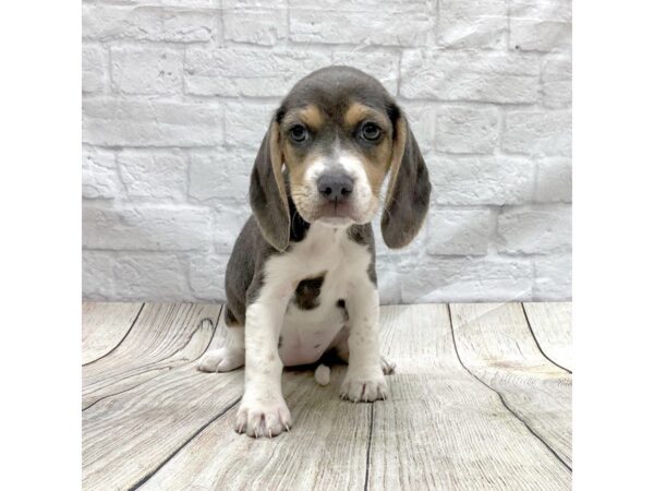 Beagle DOG Female Blue 1506 Petland Gallipolis, OH