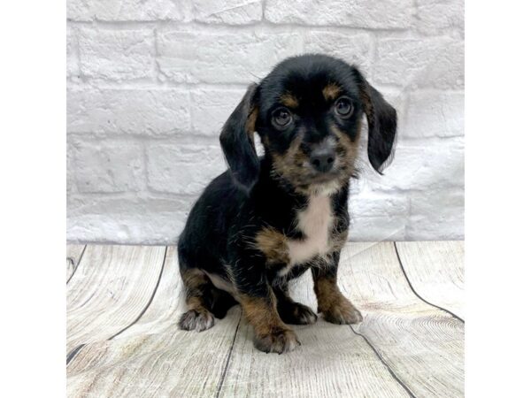 Chiweenie-DOG-Male-Black / Tan-1505-Petland Gallipolis, OH