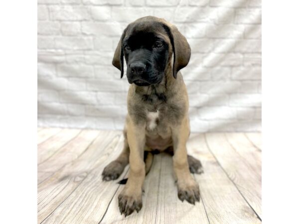 Mastiff DOG Female Fawn 1504 Petland Gallipolis, OH