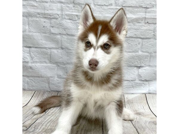 Siberian Husky DOG Male Red / White 1510 Petland Gallipolis, OH