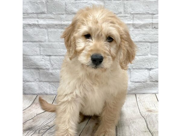 Goldendoodle DOG Female Golden 1509 Petland Gallipolis, OH