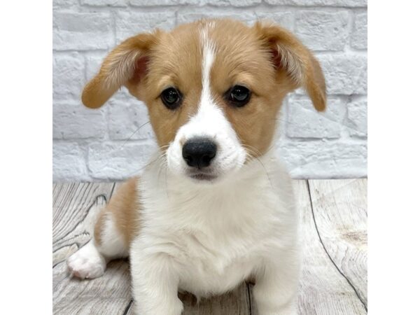 Pembroke Welsh Corgi DOG Female Sable / White 1508 Petland Gallipolis, OH