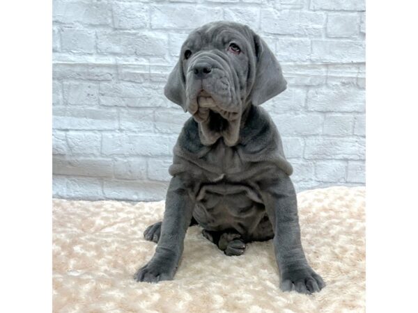 Neapolitan Mastiff DOG Female Blue 1512 Petland Gallipolis, OH