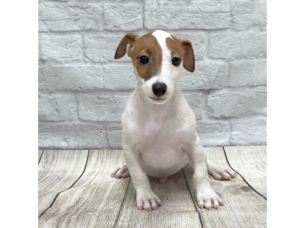 Jack Russell Terrier DOG Male Red / White 1517 Petland Gallipolis, OH