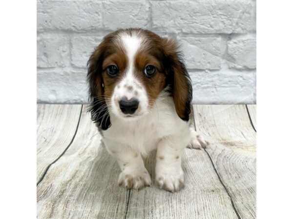 Dachshund DOG Male Wild Boar 1514 Petland Gallipolis, OH