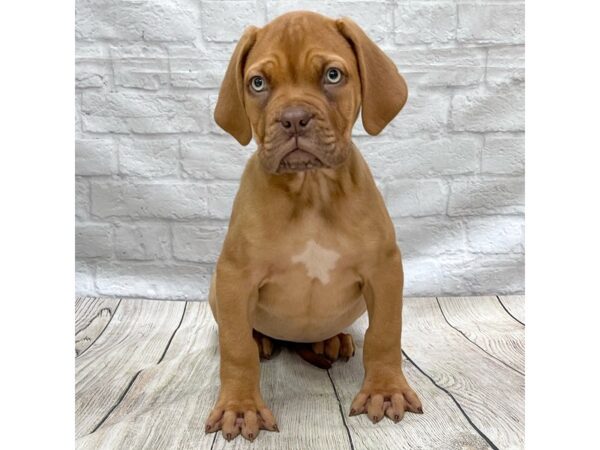 Dogue De Bordeaux-DOG-Female-Red-1515-Petland Gallipolis, OH