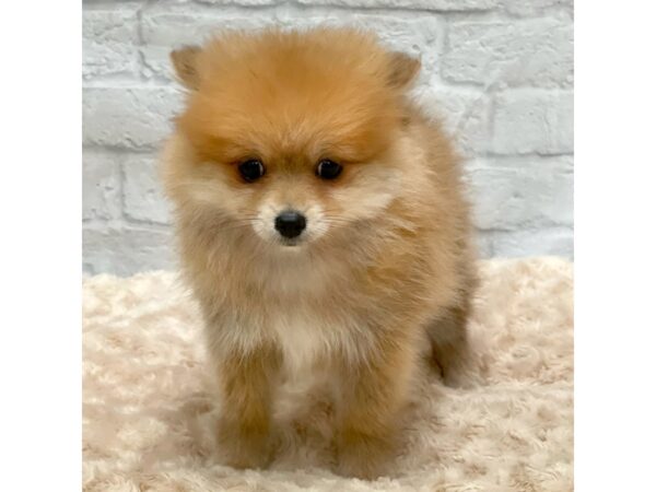 Pomeranian DOG Female Orange 1516 Petland Gallipolis, OH