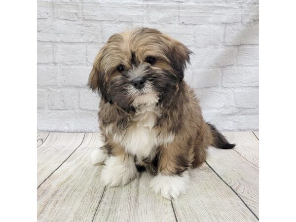 Lhasa Apso DOG Male Grizzle 1518 Petland Gallipolis, OH