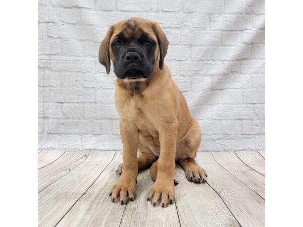 Bullmastiff DOG Female Fawn 1521 Petland Gallipolis, OH