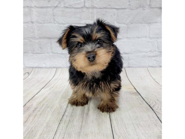 Silky Terrier DOG Male Black / Tan 1522 Petland Gallipolis, OH