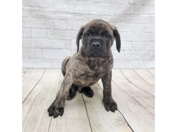 Mastiff DOG Male Brindle 1524 Petland Gallipolis, OH