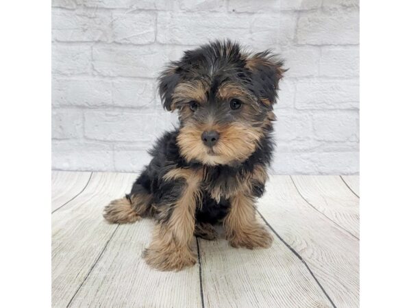 Yorkshire Terrier DOG Female Black/Tan 1525 Petland Gallipolis, OH