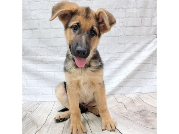 German Shepherd Dog DOG Female Black / Tan 1523 Petland Gallipolis, OH