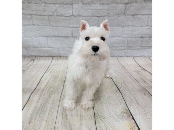 Miniature Schnauzer DOG Female White 1527 Petland Gallipolis, OH