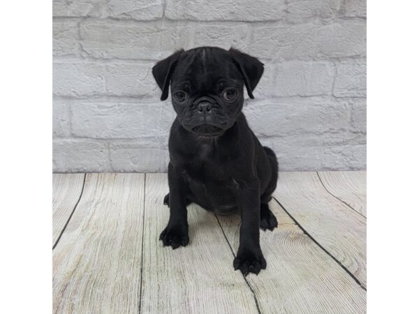 Pug-DOG-Female-Black-1526-Petland Gallipolis, OH