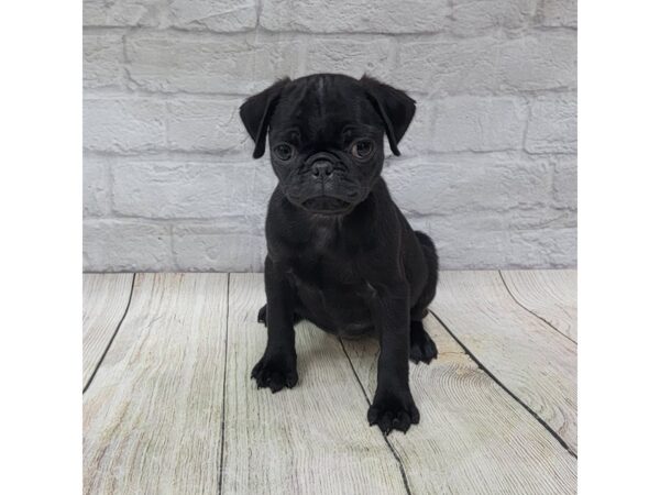 Pug DOG Female Black 1526 Petland Gallipolis, OH