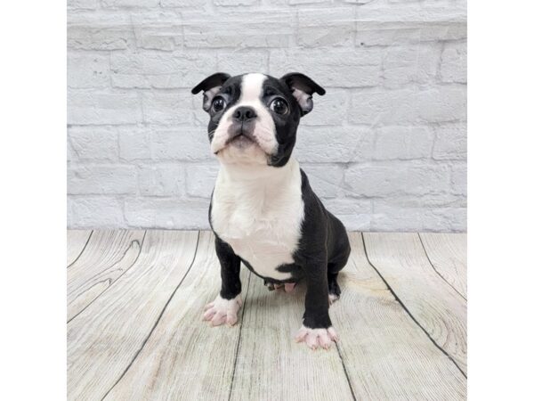 Boston Terrier DOG Male Black / White 1532 Petland Gallipolis, OH