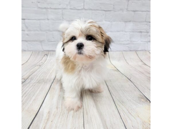 Shih Tzu-DOG-Male-Red / White-1530-Petland Gallipolis, OH