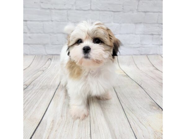 Shih Tzu DOG Male Red / White 1530 Petland Gallipolis, OH