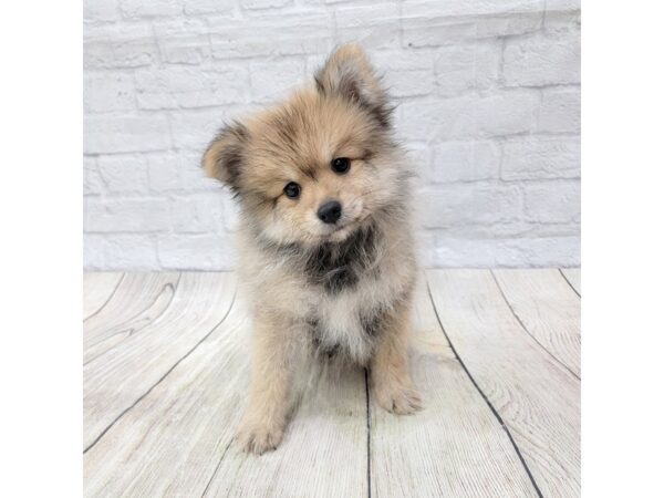 Pomeranian-DOG-Male-Sable-1529-Petland Gallipolis, OH