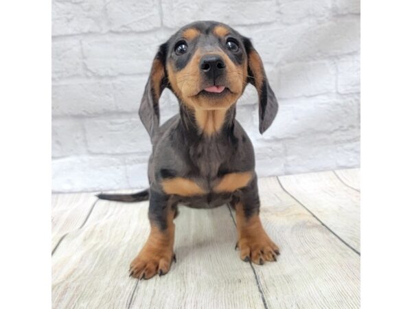 Dachshund-DOG-Female-Black / Tan-1534-Petland Gallipolis, OH