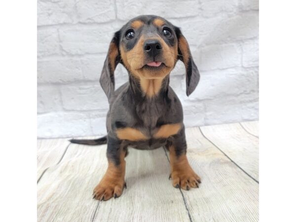 Dachshund DOG Female Black / Tan 1534 Petland Gallipolis, OH