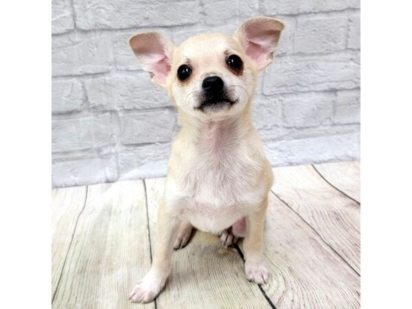 Chihuahua DOG Male Red 1535 Petland Gallipolis, OH