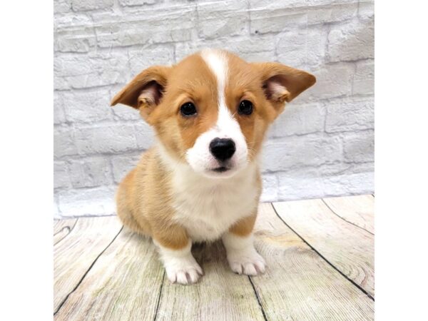 Pembroke Welsh Corgi DOG Male Sable / White 1536 Petland Gallipolis, OH