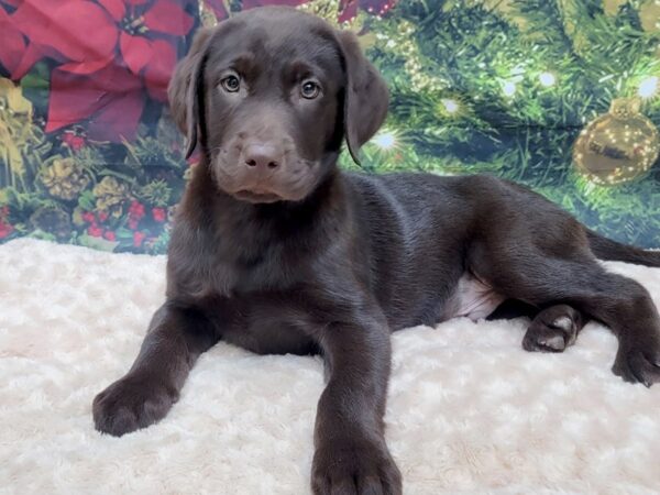 Labrador Retriever DOG Male Chocolate 1545 Petland Gallipolis, OH