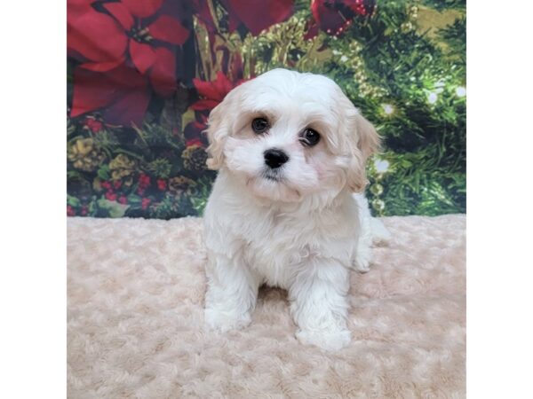 Cavachon-DOG-Male-Red / White-1543-Petland Gallipolis, OH