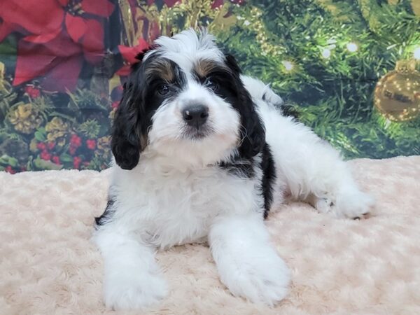 Bernedoodle Mini 2nd Gen DOG Male Black White / Tan 1542 Petland Gallipolis, OH