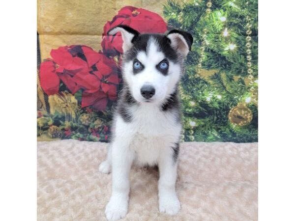 Siberian Husky DOG Male Black / White 1540 Petland Gallipolis, OH