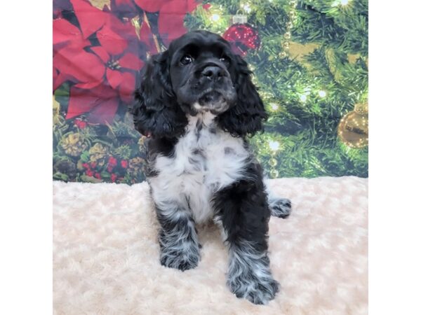 Cocker Spaniel DOG Male Black / White 1537 Petland Gallipolis, OH