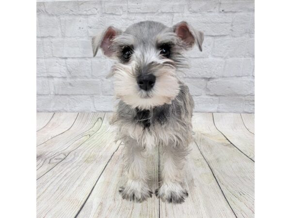 Miniature Schnauzer-DOG-Female-Salt / Pepper-1547-Petland Gallipolis, OH