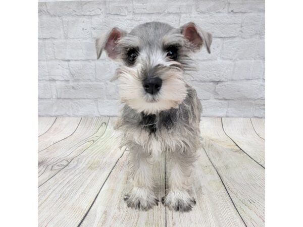 Miniature Schnauzer DOG Female Salt / Pepper 1547 Petland Gallipolis, OH