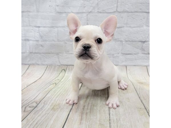 French Bulldog DOG Female Cream 1546 Petland Gallipolis, OH