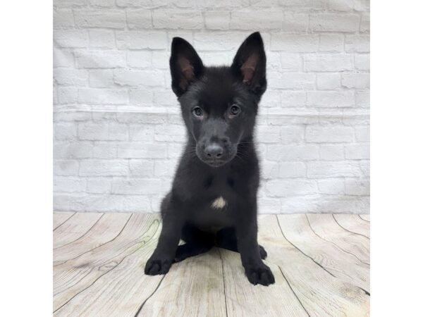 German Shepherd Dog DOG Male Black 1552 Petland Gallipolis, OH