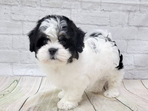 Teddy Bear DOG Male Black / White 1548 Petland Gallipolis, OH