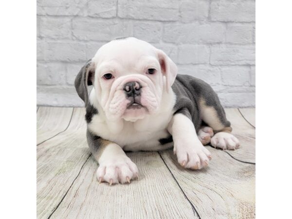 Bulldog DOG Female Blue White / Tan 1559 Petland Gallipolis, OH