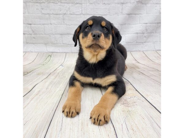 Rottweiler DOG Female Black / Rust 1558 Petland Gallipolis, OH