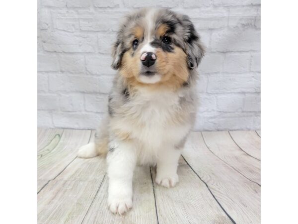 Miniature Australian Shepherd DOG Male Blue Merle 1557 Petland Gallipolis, OH