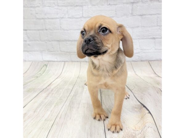 Puggle DOG Female Fawn 1556 Petland Gallipolis, OH