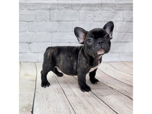 French Bulldog DOG Male Black Brindle 1555 Petland Gallipolis, OH