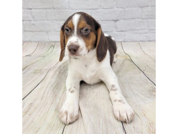 Beagle DOG Male Chocolate White Tan 1554 Petland Gallipolis, OH