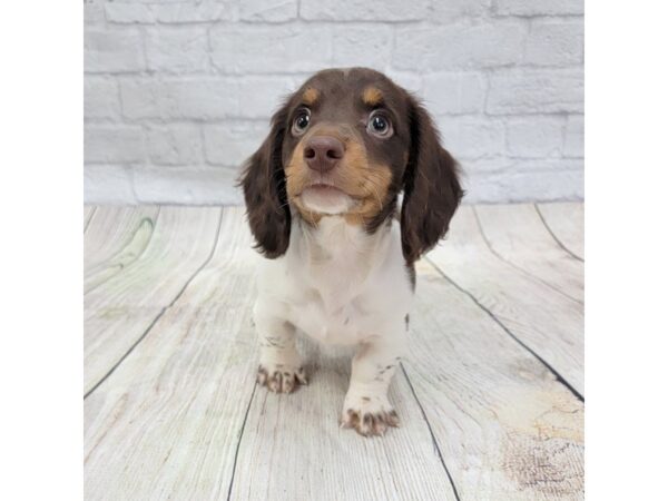 Dachshund DOG Female Chocolate / White 1553 Petland Gallipolis, OH