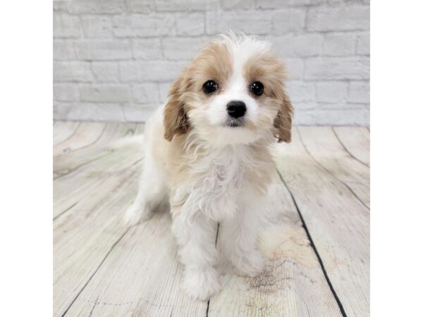 Cavapoo-DOG-Female-Red / White-1549-Petland Gallipolis, OH