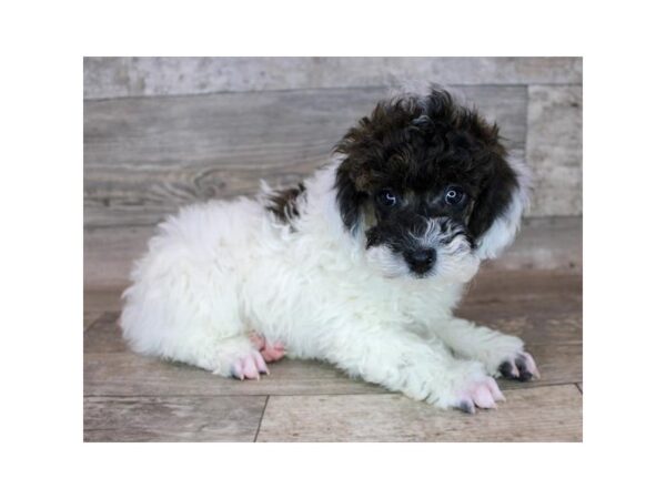 Poodle DOG Male Sable 1560 Petland Gallipolis, OH